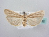  ( - BC ZSM Lep 64092)  @11 [ ] Unspecified (default): All Rights Reserved  Unspecified Unspecified