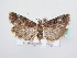  ( - BC ZSM Lep 64099)  @12 [ ] Unspecified (default): All Rights Reserved  Unspecified Unspecified