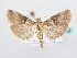  ( - BC ZSM Lep 64103)  @12 [ ] Unspecified (default): All Rights Reserved  Unspecified Unspecified