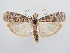  ( - BC ZSM Lep 64110)  @13 [ ] Unspecified (default): All Rights Reserved  Unspecified Unspecified