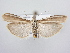  ( - BC ZSM Lep 64115)  @14 [ ] Unspecified (default): All Rights Reserved  Unspecified Unspecified