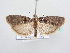  ( - BC ZSM Lep 64123)  @14 [ ] Unspecified (default): All Rights Reserved  Unspecified Unspecified
