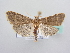  ( - BC ZSM Lep 64127)  @13 [ ] Unspecified (default): All Rights Reserved  Unspecified Unspecified