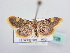  ( - BC ZSM Lep 64128)  @13 [ ] Unspecified (default): All Rights Reserved  Unspecified Unspecified