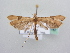  ( - BC ZSM Lep 64147)  @12 [ ] Unspecified (default): All Rights Reserved  Unspecified Unspecified