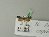  ( - BC ZSM Lep 70385)  @13 [ ] Unspecified (default): All Rights Reserved  Unspecified Unspecified