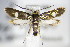  (Cauchas leucocerella - BC ZSM Lep 70722)  @14 [ ] CreativeCommons - Attribution Non-Commercial Share-Alike (2015) Unspecified SNSB, Zoologische Staatssammlung Muenchen
