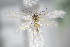  ( - BC ZSM Lep 70736)  @13 [ ] Unspecified (default): All Rights Reserved  Unspecified Unspecified