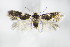  ( - BC ZSM Lep 70766)  @13 [ ] Unspecified (default): All Rights Reserved  Unspecified Unspecified