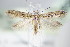  ( - BC ZSM Lep 70898)  @13 [ ] Unspecified (default): All Rights Reserved  Unspecified Unspecified