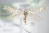 ( - BC ZSM Lep 70899)  @12 [ ] Unspecified (default): All Rights Reserved  Unspecified Unspecified