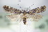  ( - BC ZSM Lep 70910)  @14 [ ] Unspecified (default): All Rights Reserved  Unspecified Unspecified