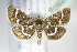  ( - BC ZSM Lep 70923)  @13 [ ] CreativeCommons - Attribution Non-Commercial Share-Alike (2015) Unspecified SNSB, Zoologische Staatssammlung Muenchen