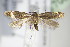  ( - BC ZSM Lep 70934)  @14 [ ] CreativeCommons - Attribution Non-Commercial Share-Alike (2015) Unspecified SNSB, Zoologische Staatssammlung Muenchen