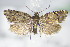  ( - BC ZSM Lep 70960)  @13 [ ] Unspecified (default): All Rights Reserved  Unspecified Unspecified