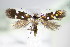  ( - BC ZSM Lep 70795)  @11 [ ] Unspecified (default): All Rights Reserved  Unspecified Unspecified