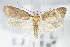  ( - BC ZSM Lep 70809)  @13 [ ] Unspecified (default): All Rights Reserved  Unspecified Unspecified