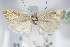  ( - BC ZSM Lep 70842)  @13 [ ] Unspecified (default): All Rights Reserved  Unspecified Unspecified
