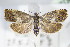  ( - BC ZSM Lep 70845)  @11 [ ] Unspecified (default): All Rights Reserved  Unspecified Unspecified