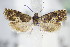  ( - BC ZSM Lep 70847)  @11 [ ] Unspecified (default): All Rights Reserved  Unspecified Unspecified