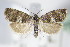  (Pammene obscurana - BC ZSM Lep 70848)  @14 [ ] Unspecified (default): All Rights Reserved  Unspecified Unspecified
