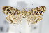  ( - BC ZSM Lep 70850)  @13 [ ] Unspecified (default): All Rights Reserved  Unspecified Unspecified