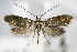  ( - BC ZSM Lep 70860)  @13 [ ] Unspecified (default): All Rights Reserved  Unspecified Unspecified