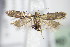  ( - BC ZSM Lep 70975)  @13 [ ] CreativeCommons - Attribution Non-Commercial Share-Alike (2015) Unspecified SNSB, Zoologische Staatssammlung Muenchen