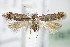  ( - BC ZSM Lep 70978)  @14 [ ] CreativeCommons - Attribution Non-Commercial Share-Alike (2015) Unspecified SNSB, Zoologische Staatssammlung Muenchen