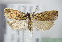  ( - BC ZSM Lep 70991)  @13 [ ] CreativeCommons - Attribution Non-Commercial Share-Alike (2015) Unspecified SNSB, Zoologische Staatssammlung Muenchen