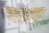  ( - BC ZSM Lep 71001)  @14 [ ] CreativeCommons - Attribution Non-Commercial Share-Alike (2015) Unspecified SNSB, Zoologische Staatssammlung Muenchen
