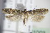  (Gelechia sororculella - BC ZSM Lep 71003)  @14 [ ] CreativeCommons - Attribution Non-Commercial Share-Alike (2015) Unspecified SNSB, Zoologische Staatssammlung Muenchen