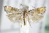  ( - BC ZSM Lep 71023)  @13 [ ] CreativeCommons - Attribution Non-Commercial Share-Alike (2015) Unspecified SNSB, Zoologische Staatssammlung Muenchen