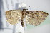  ( - BC ZSM Lep 71034)  @12 [ ] CreativeCommons - Attribution Non-Commercial Share-Alike (2015) Unspecified SNSB, Zoologische Staatssammlung Muenchen