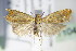  ( - BC ZSM Lep 71041)  @14 [ ] CreativeCommons - Attribution Non-Commercial Share-Alike (2015) Unspecified SNSB, Zoologische Staatssammlung Muenchen