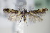  ( - BC ZSM Lep 71048)  @13 [ ] CreativeCommons - Attribution Non-Commercial Share-Alike (2015) Unspecified SNSB, Zoologische Staatssammlung Muenchen