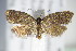  ( - BC ZSM Lep 71053)  @14 [ ] CreativeCommons - Attribution Non-Commercial Share-Alike (2015) Unspecified SNSB, Zoologische Staatssammlung Muenchen