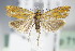  ( - BC ZSM Lep 71055)  @14 [ ] CreativeCommons - Attribution Non-Commercial Share-Alike (2015) Unspecified SNSB, Zoologische Staatssammlung Muenchen