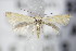  ( - BC ZSM Lep 71071)  @14 [ ] Unspecified (default): All Rights Reserved  Unspecified Unspecified