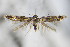  ( - BC ZSM Lep 71118)  @11 [ ] Unspecified (default): All Rights Reserved  Unspecified Unspecified