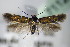  ( - BC ZSM Lep 71127)  @11 [ ] Unspecified (default): All Rights Reserved  Unspecified Unspecified