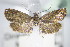 ( - BC ZSM Lep 71199)  @12 [ ] Unspecified (default): All Rights Reserved  Unspecified Unspecified