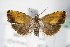  ( - BC ZSM Lep 71210)  @11 [ ] Unspecified (default): All Rights Reserved  Unspecified Unspecified