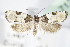  ( - BC ZSM Lep 71251)  @11 [ ] Unspecified (default): All Rights Reserved  Unspecified Unspecified