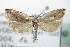  ( - BC ZSM Lep 72034)  @11 [ ] Unspecified (default): All Rights Reserved  Unspecified Unspecified