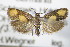  ( - BC ZSM Lep 72064)  @11 [ ] Unspecified (default): All Rights Reserved  Unspecified Unspecified