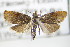  ( - BC ZSM Lep 72071)  @11 [ ] Unspecified (default): All Rights Reserved  Unspecified Unspecified