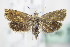  ( - BC ZSM Lep 72085)  @14 [ ] Unspecified (default): All Rights Reserved  Unspecified Unspecified