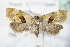  ( - BC ZSM Lep 72099)  @14 [ ] Unspecified (default): All Rights Reserved  Unspecified Unspecified