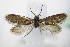  ( - BC ZSM Lep 72146)  @11 [ ] Unspecified (default): All Rights Reserved  Unspecified Unspecified